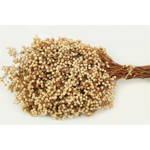 Schinus M Pt White Bleached Special Bunch