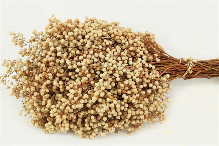Schinus M Pt White Bleached Bunch