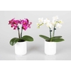 PHALAENOPSIS-HYBRID