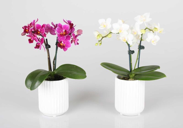 PHALAENOPSIS-HYBRID