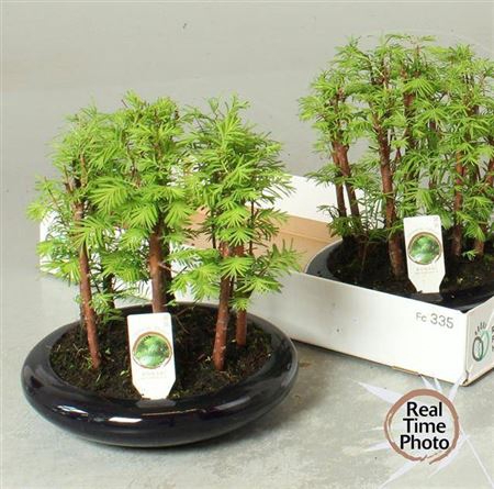 <h4>Bonsai Ov</h4>