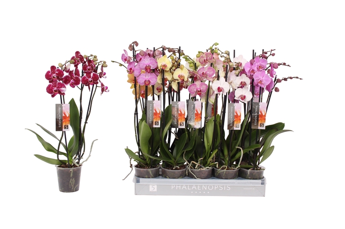 <h4>Phalaenopsis 6 color mix, 3-spike 18+</h4>