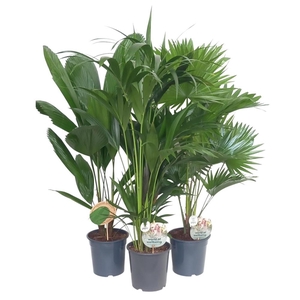 Exclusive palmmix / livi /licu /kent