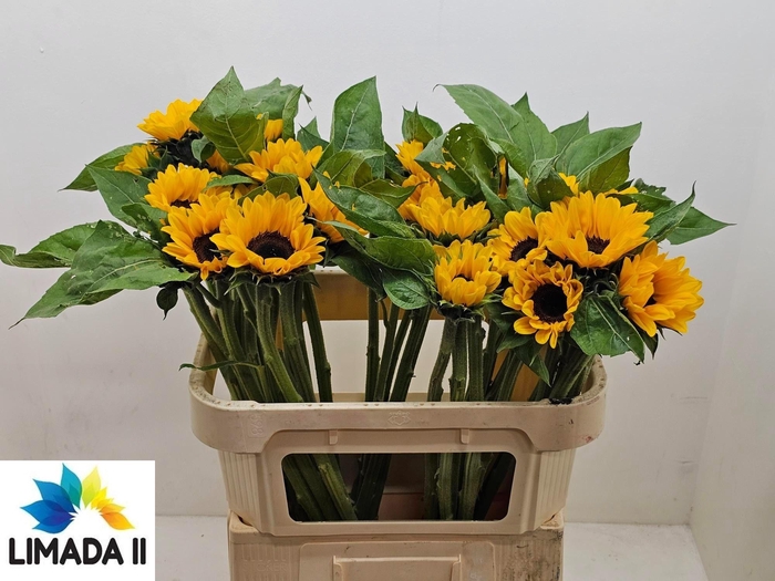 <h4>HELI AN SOLANO ORAN</h4>