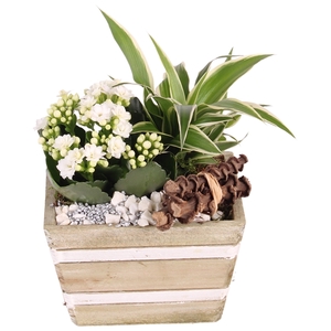 Yearround Special: Wooden pot white stripe ø15cm with 2PP