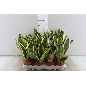 Sansevieria Superba