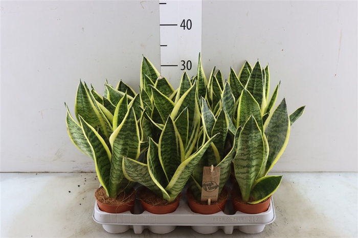 Sansevieria Superba