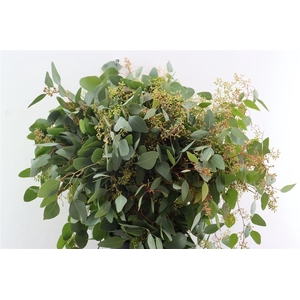 Euca Populus Berry 200gr It X20 P Bunch