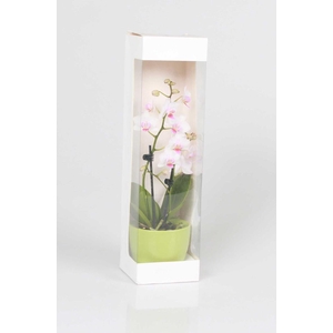PHALAENOPSIS-HYBRID p6 2t cadeau