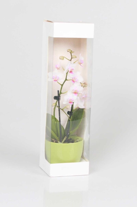 <h4>PHALAENOPSIS-HYBRID p6 2t cadeau</h4>