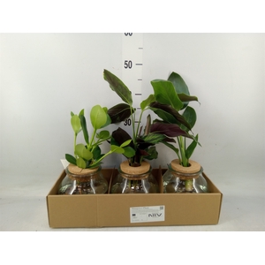 Planten  ..mix
