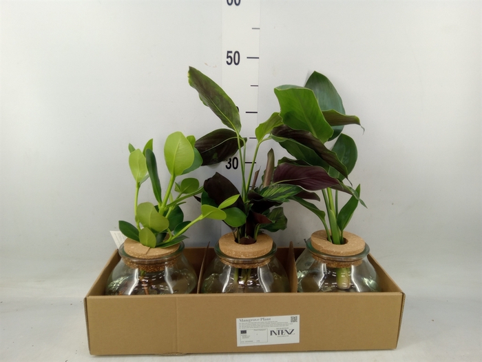 <h4>Planten  ..mix</h4>