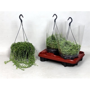 Senecio herreianus 19Ø 25cm