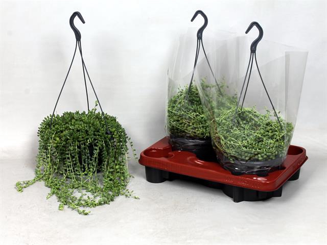 Senecio herreianus 19Ø 25cm