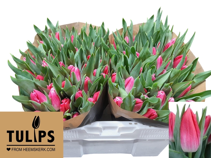 <h4>TU EN BOLROYAL PINK</h4>