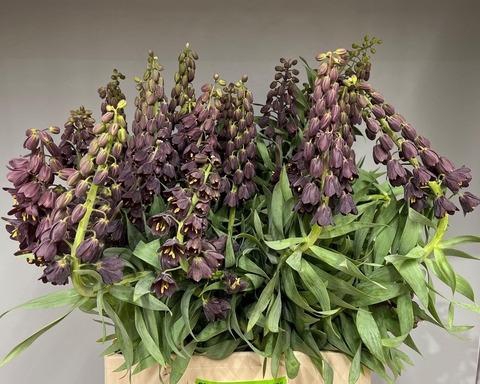 <h4>FRIT PERSICA ARTISTIEK</h4>