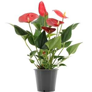 Anthurium Cuore in transparant sleeve