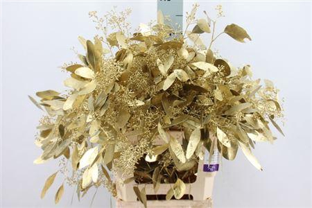 Euca Cinerea Klb. Gold X5 300 Gram