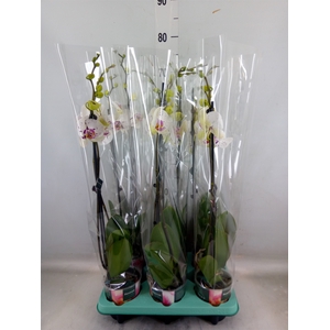 Phalaenopsis   ...