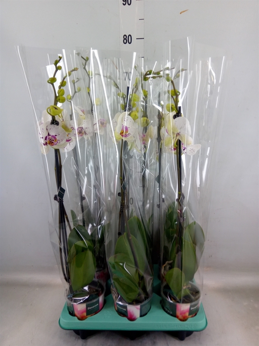 <h4>Phalaenopsis   ...</h4>