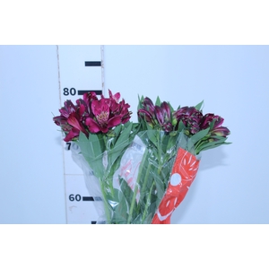 ALSTROEMERIA NAPOLI 080 CM