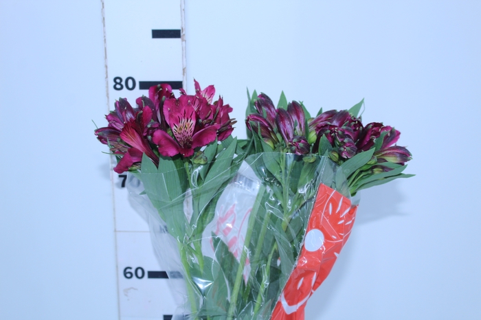 ALSTROEMERIA NAPOLI 080 CM