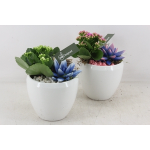 arr2 MB - Ker. pot wit - roze/wit