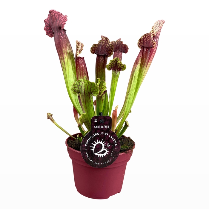 <h4>Sarracenia Mitcheliana 12 cm</h4>