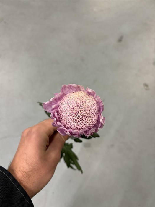 <h4>Chrys Marshmello</h4>