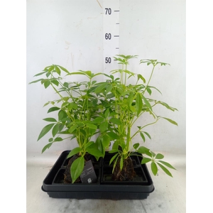 Arr.   Kamerplant Groen H%