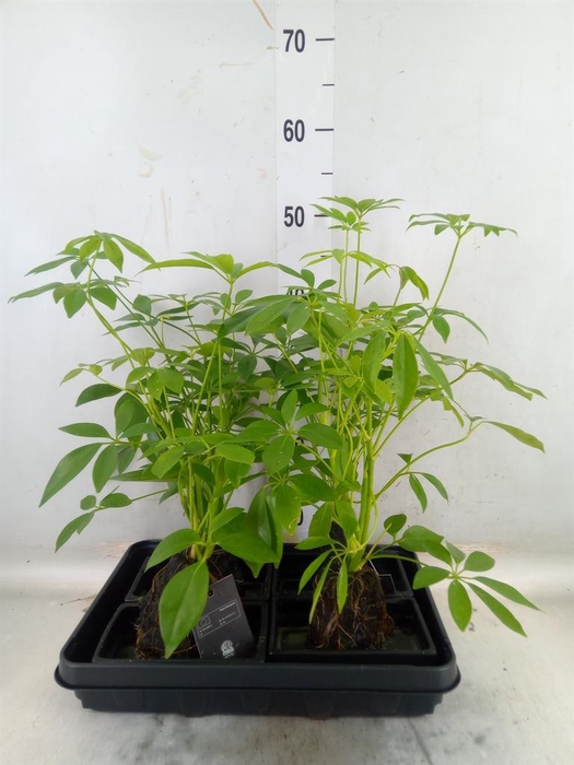 <h4>Arr.   Kamerplant Groen H%</h4>