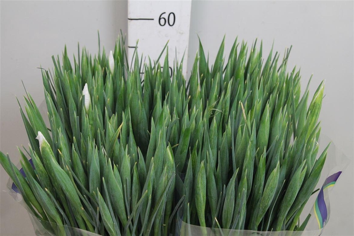 <h4>Iris Casablanca</h4>