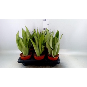 Sansevieria trifa. 'Moonshine'