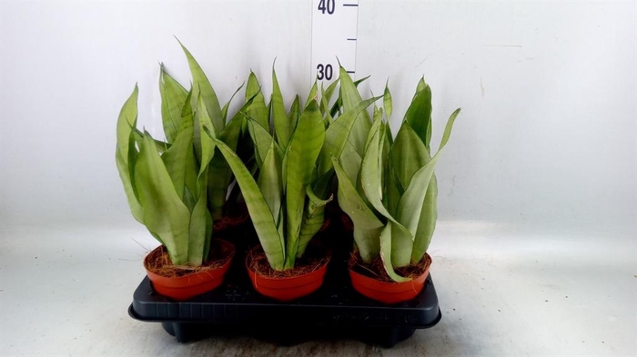 <h4>Sansevieria trifa. 'Moonshine'</h4>