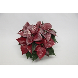 Poinsettia christmas Universe zilver glitter