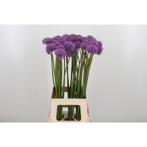 Allium Gladiator