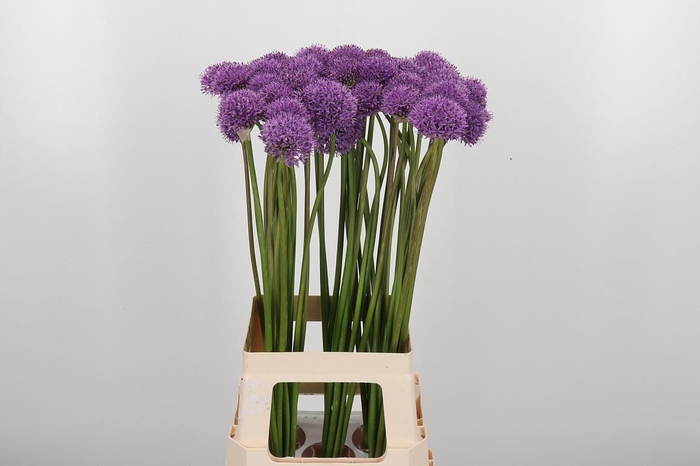 <h4>Allium Gladiator</h4>