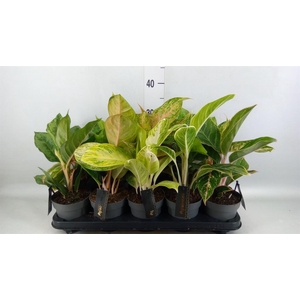 Aglaonema   ...