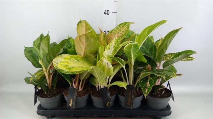<h4>Aglaonema ...</h4>