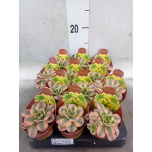 Aeonium   ...