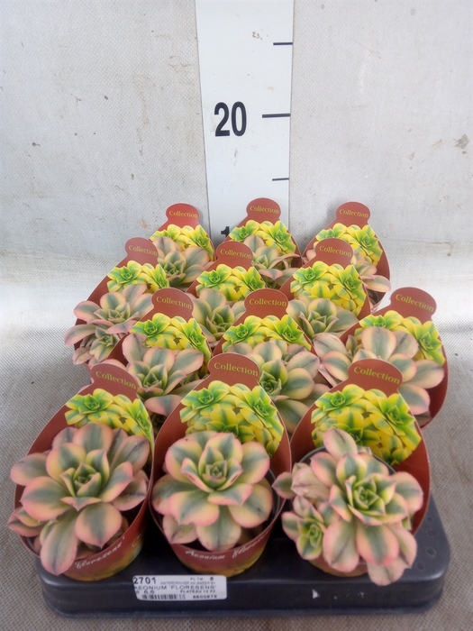<h4>Aeonium   ...</h4>