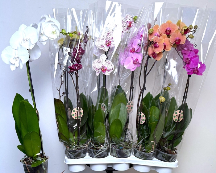 <h4>PHAL GEM 7 KL</h4>