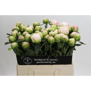 Paeonia Moon Over Barrington