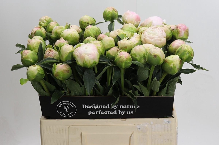 Paeonia Moon Over Barrington