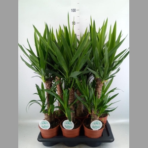 Yucca   ...