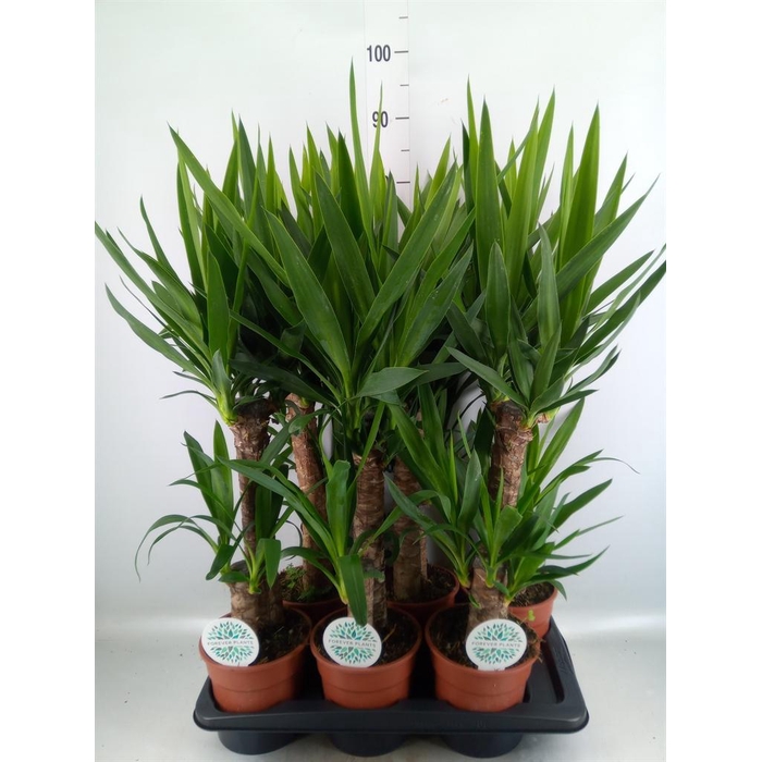 <h4>Yucca   ...</h4>