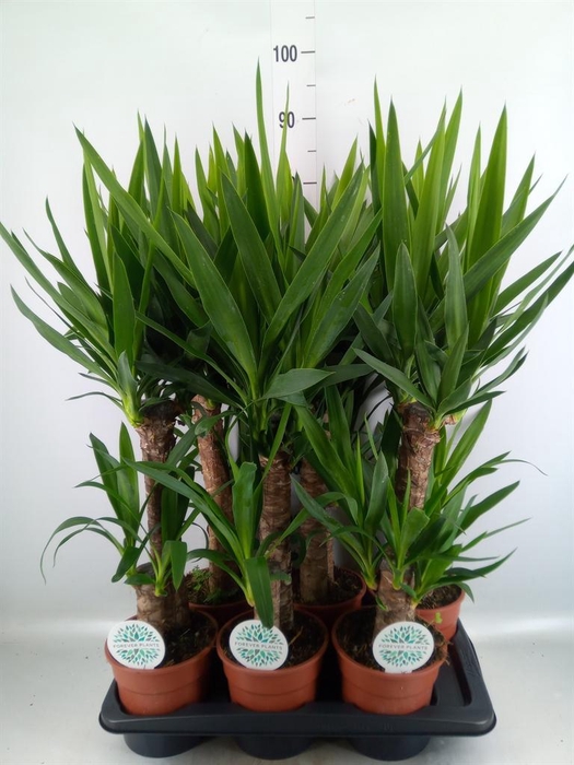 Yucca   ...