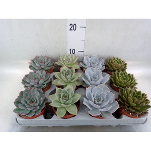 Echeveria   ...mix