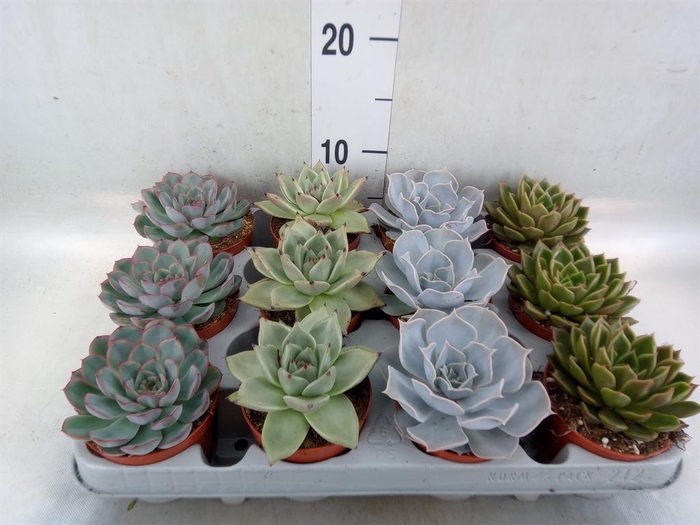 <h4>Echeveria ...mix</h4>