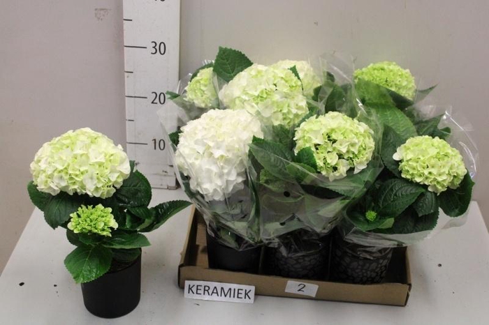 <h4>HYDR M HI WHITE SUN</h4>